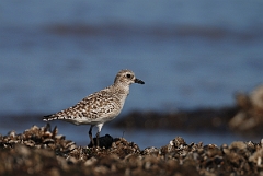 David Plant Photography - Wildlife Photography - Grey plover - C